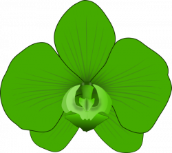 Green Orchid Clip Art at Clker.com - vector clip art online, royalty ...
