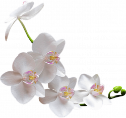 White Orchid transparent PNG - StickPNG