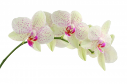 Free Orchid Flower Cliparts, Download Free Clip Art, Free ...