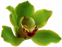 Green Orchid by jeanicebartzen27 on DeviantArt