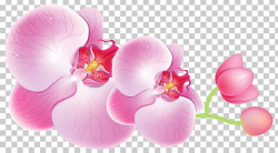 Cattleya Orchids Flower PNG, Clipart, Blossom, Boat Orchid ...