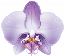 violet orchid png - Free PNG Images | TOPpng