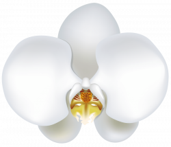 white orchid png - Free PNG Images | TOPpng