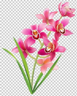 Orchids PNG, Clipart, Cattleya Orchids, Clipart, Clip Art ...