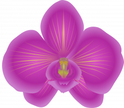 Clipart - orchid