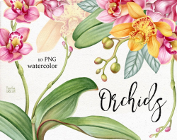 Watercolor orchids clip art. Tropical yellow, pink orchid ...