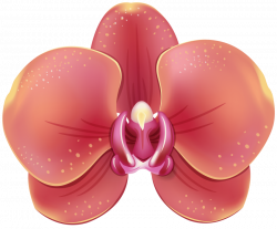 red orchid png - Free PNG Images | TOPpng