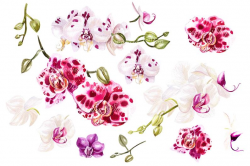Watercolor Orchid clipart- hand painted: high resolution 600 dpi 20 PNG  files
