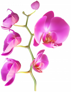 Orchid Flower Clipart Image | Gallery Yopriceville - High ...
