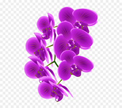 Orchid Flower clipart - Purple, Flower, Plant, transparent ...
