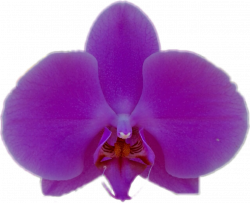 stickers purple orchid lilac flower purpleflower...