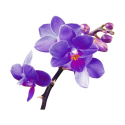 Pin by Kincho Chan on My Polyvore Finds | Orchids, Purple ...