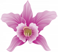 Orchid PNG Clipart Image | Gallery Yopriceville - High-Quality ...