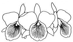 coloring pages of orchids | Library Clipart Black And White ...