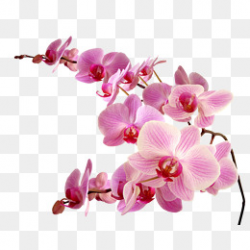 Pink Orchid Flower, Pink Flowers, Squid, #25397 - PNG Images ...