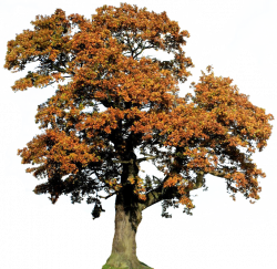 Oak Tree Clipart - Clip Art Bay