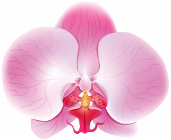 Orchid Pink PNG Clip Art Image | Gallery Yopriceville - High ...