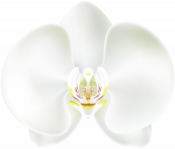 White Orchid PNG Clip Art | Gallery Yopriceville - High-Quality ...