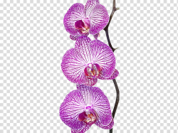 selective focus graphy of pink moth orchid transparent ...