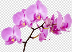 Purple moth orchid flowers illustration, Moth orchids Flower ...