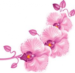 26 Best Clip Art❤Flowers❤Orchid ✿❀✿ images | Art floral ...