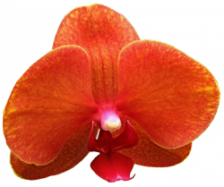 Orange Orchid by jeanicebartzen27 on DeviantArt