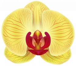 Yellow Orchid Transparent PNG Clip Art Image | Gallery Yopriceville ...