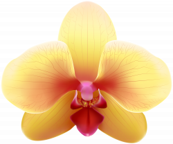 Transparent Yellow Orchid PNG Clip Art Image | Gallery Yopriceville ...