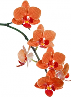 Orchid Flower Clipart Orchid – sahujodi.com