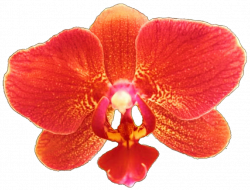 Coral Reef Orchid by jeanicebartzen27 on DeviantArt