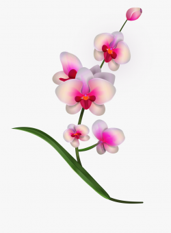 Orchid Clipart Flowe - Orchid Clipart Png #465577 - Free ...