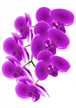 Clipart - Orchid Branch