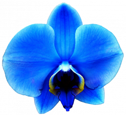 Blue orchid clipart - ClipartFest | Flower | Pinterest | Orchid ...