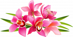 орхидеи (25).png | Clip Art❤Flowers❤Orchid ✿❀✿ in 2019 ...