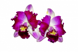 Orchids Images For Free (58+)
