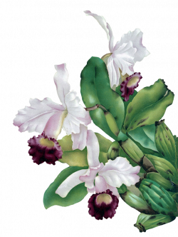 Orchid Flower Clipart. Flower Clipart. White Orchid Flower Clipart ...