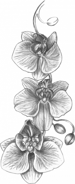 Clipart - Orchid Sketch