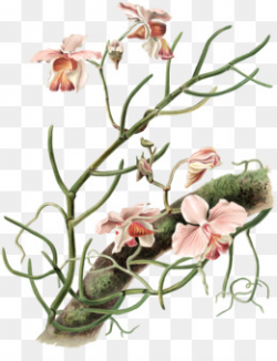 Orchid Tree PNG and Orchid Tree Transparent Clipart Free ...