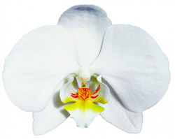 Bridal White Orchid by jeanicebartzen27 on DeviantArt