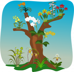 Big Image - Orchids On Trees Clipart - Download Clipart on ...