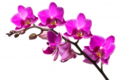 Free Pink Orchid Cliparts, Download Free Clip Art, Free Clip ...