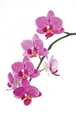 Free Columbian Orchid Cliparts, Download Free Clip Art, Free ...