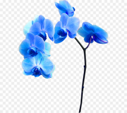 Blue Orchid Flower PNG Flower Petal Clipart download - 637 ...