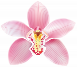 Pink Orchid PNG Clipart Image | Gallery Yopriceville - High ...