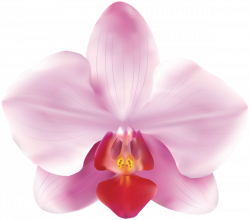 Pink Orchids PNG Clip Art Image | Gallery Yopriceville - High ...