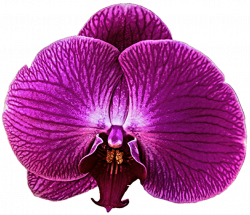 Dark Pink Orchid by jeanicebartzen27 on DeviantArt