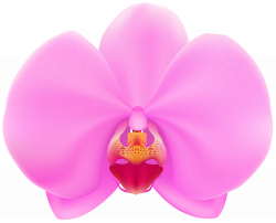 Pink Orchid PNG Clip Art | Gallery Yopriceville - High ...
