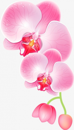 Pink Orchid, Orchid, Flowers, Pink Clipart PNG Transparent ...