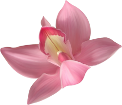 Transparent Pink Orchid Clipart | Card Graphics | Orchid ...