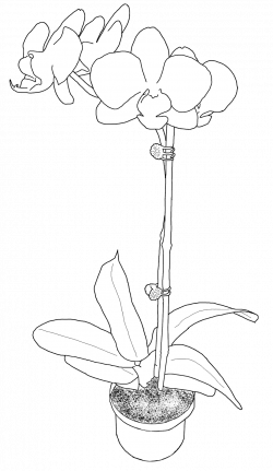 Free Potted Orchid Digi | Digi stamp | Pinterest | Orchid, Free and ...